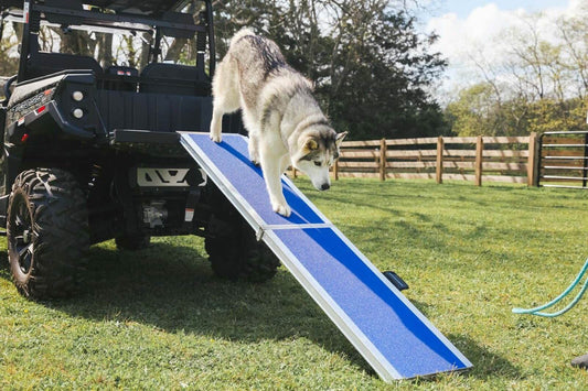 A dog walking down a pet ramp.