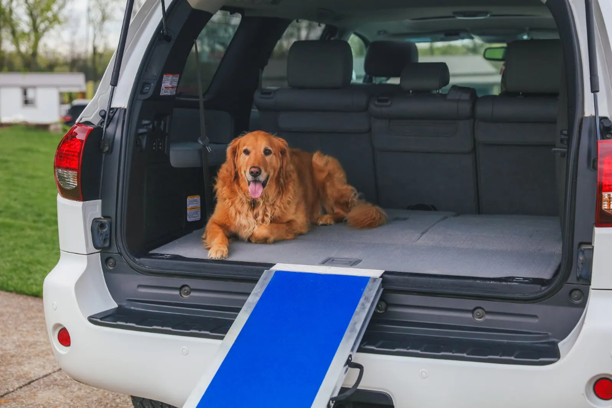 Is Your Dog at Risk for Joint Issues? How a Ramp Can Help Prevent