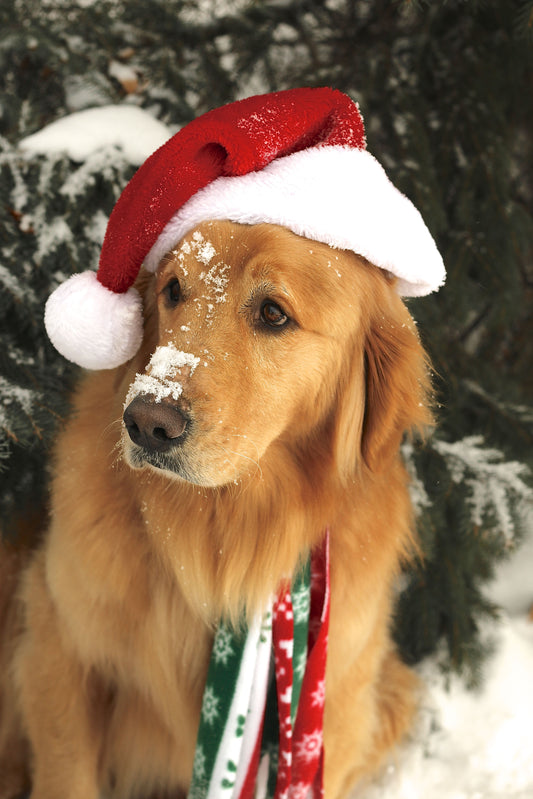 Four Ways to Make the Holidays Easier for Pets and Their People