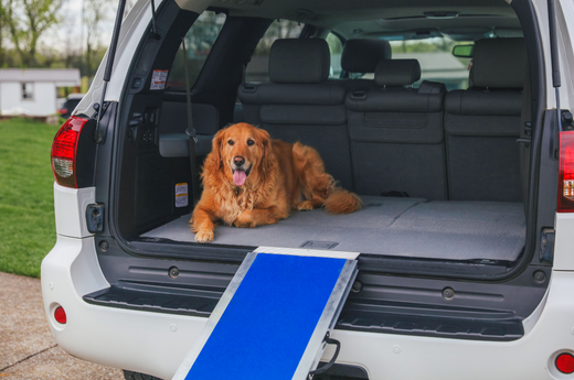 Pet Safety in 2025: Why Every Pet Owner Needs a Ramp