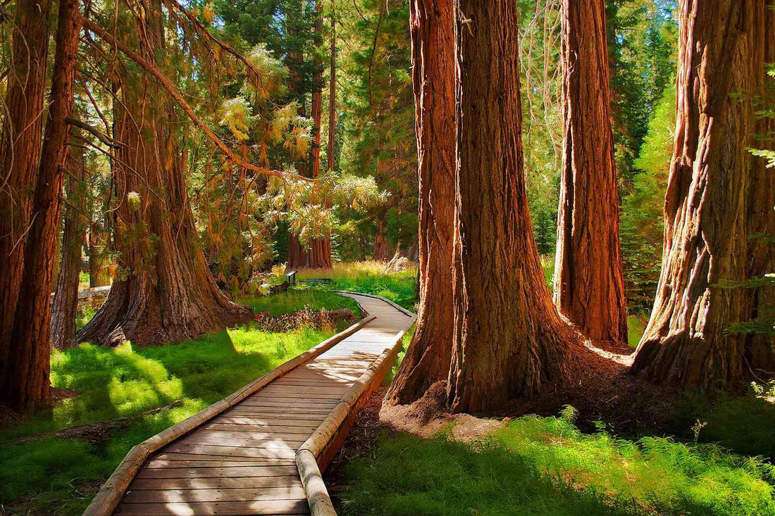 Exploring National Parks: Accessible Travel Tips & Essential Gear